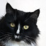 Animals10_thumb